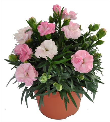 foto van een variëteit aan bloemen, te gebruiken als: Korf / Pot Dianthus RE-AL® Capriccio Pink
