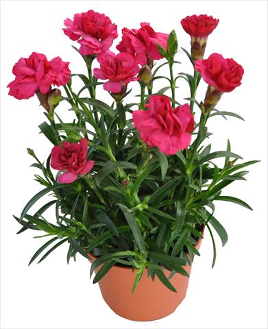 foto van een variëteit aan bloemen, te gebruiken als: Korf / Pot Dianthus RE-AL® Capriccio Red