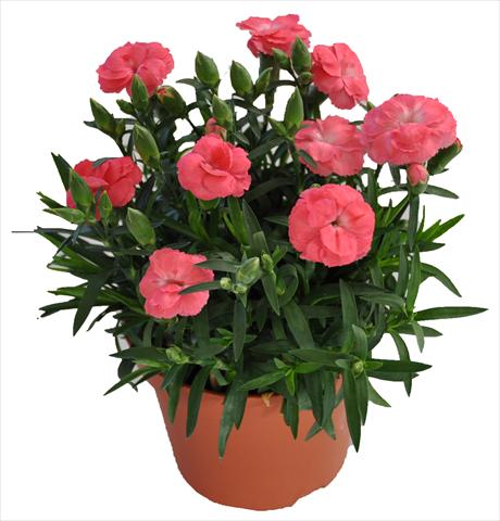 foto van een variëteit aan bloemen, te gebruiken als: Korf / Pot Dianthus RE-AL® Capriccio Rose Morn