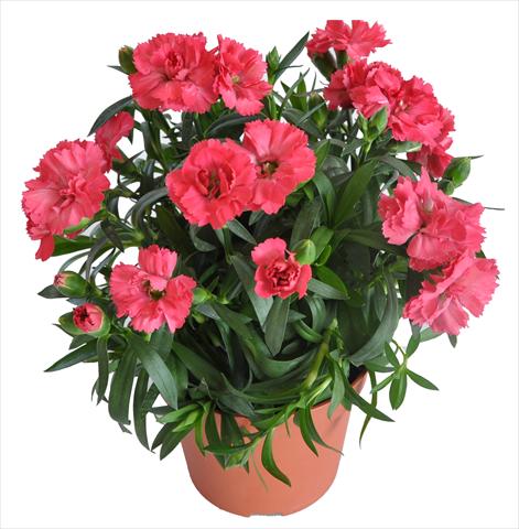 foto van een variëteit aan bloemen, te gebruiken als: Korf / Pot Dianthus caryophyllus RE-AL® Capriccio Salmon