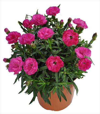 foto van een variëteit aan bloemen, te gebruiken als: Korf / Pot Dianthus RE-AL® Capriccio Violet