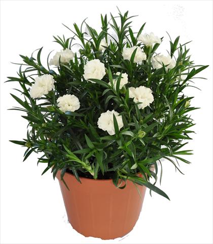 foto van een variëteit aan bloemen, te gebruiken als: Korf / Pot Dianthus RE-AL® Capriccio White