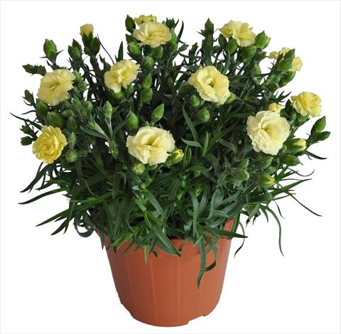 foto van een variëteit aan bloemen, te gebruiken als: Korf / Pot Dianthus caryophyllus RE-AL® Capriccio Yellow
