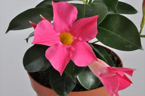 foto van een variëteit aan bloemen, te gebruiken als: Patioplant, potplant Dipladenia (Mandevilla) Hot Lips® Pink