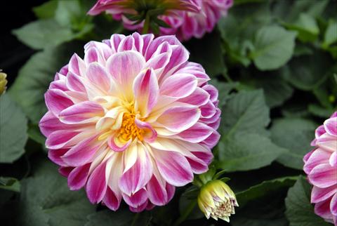 foto van een variëteit aan bloemen, te gebruiken als: Pot - en perkplant Dahlia Dahlietta Surprise Louise