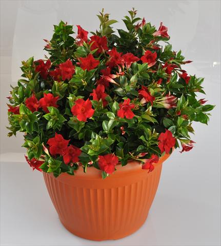 foto van een variëteit aan bloemen, te gebruiken als: Patioplant, potplant Dipladenia (Mandevilla) Hot Lips® Red