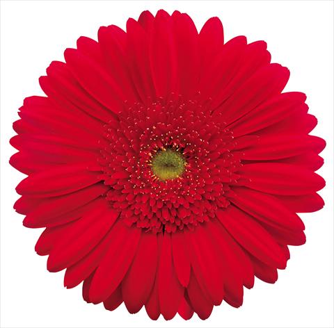 photo of flower to be used as: Cutflower Gerbera jamesonii Natan
