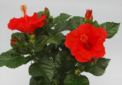 foto van een variëteit aan bloemen, te gebruiken als: Pot - en perkplant Hibiscus rosa-sinensis Sunny Cities® Borderaux