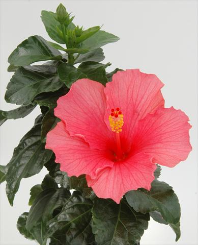 foto van een variëteit aan bloemen, te gebruiken als: Pot - en perkplant Hibiscus rosa-sinensis Sunny Cities® Cancun