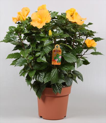 foto van een variëteit aan bloemen, te gebruiken als: Pot - en perkplant Hibiscus rosa-sinensis Sunny Cities® Eloka