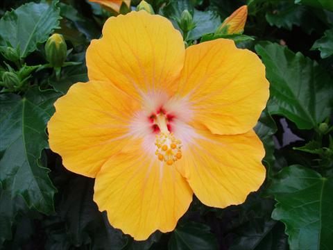 foto van een variëteit aan bloemen, te gebruiken als: Pot - en perkplant Hibiscus rosa-sinensis Sunny Cities® Havana
