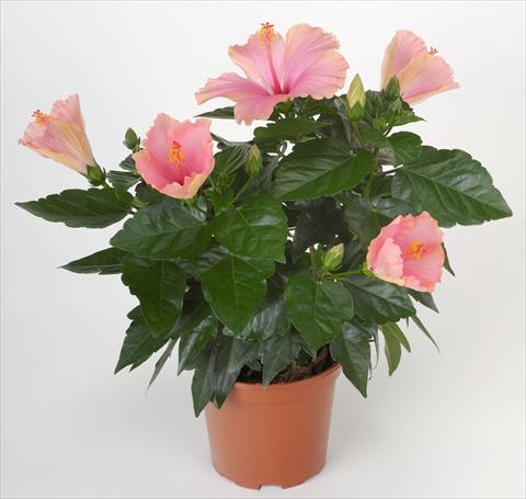 foto van een variëteit aan bloemen, te gebruiken als: Pot - en perkplant Hibiscus rosa-sinensis Sunny Cities® Napoli