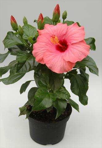 foto van een variëteit aan bloemen, te gebruiken als: Pot - en perkplant Hibiscus rosa-sinensis Sunny Cities® New Venitie