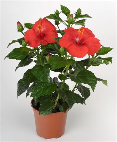 foto van een variëteit aan bloemen, te gebruiken als: Pot - en perkplant Hibiscus rosa-sinensis Sunny Cities® Porto