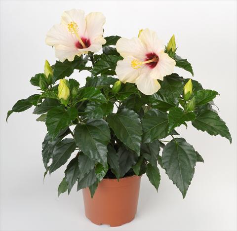foto van een variëteit aan bloemen, te gebruiken als: Pot - en perkplant Hibiscus rosa-sinensis Sunny Cities® Saint Tropez