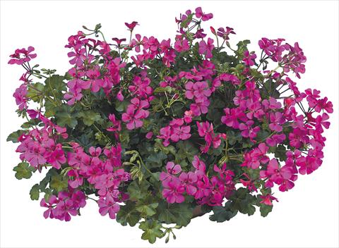 foto van een variëteit aan bloemen, te gebruiken als: Potplant, patioplant, korfplant Pelargonium peltatum Joker Fucsia