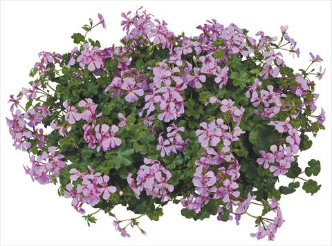foto van een variëteit aan bloemen, te gebruiken als: Potplant, patioplant, korfplant Pelargonium peltatum Joker Lilac