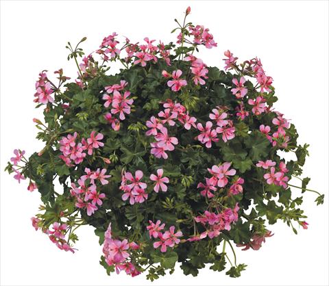 foto van een variëteit aan bloemen, te gebruiken als: Potplant, patioplant, korfplant Pelargonium peltatum Joker Pink