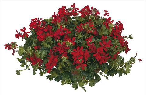 foto van een variëteit aan bloemen, te gebruiken als: Potplant, patioplant, korfplant Pelargonium peltatum Joker Red
