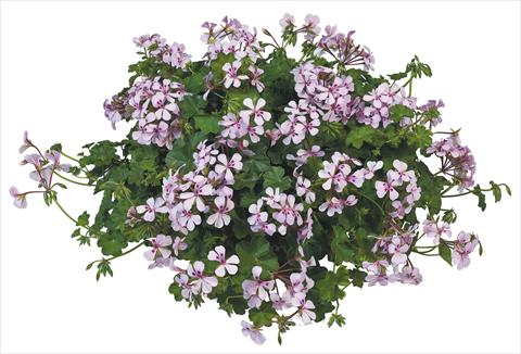 foto van een variëteit aan bloemen, te gebruiken als: Potplant, patioplant, korfplant Pelargonium peltatum Joker White Vein