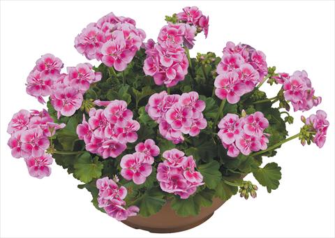 foto van een variëteit aan bloemen, te gebruiken als: Potplant, perkplant, patioplant Pelargonium zonale Flower Kiss Pink