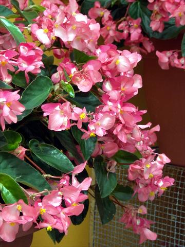 foto van een variëteit aan bloemen, te gebruiken als: Perkplant, potplant of korfplant Begonia hybrida Dragon Wing Rosa