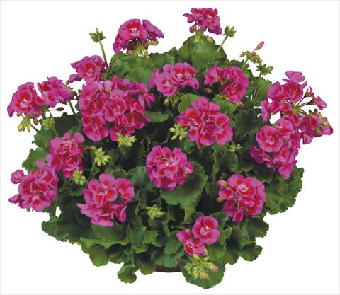 foto van een variëteit aan bloemen, te gebruiken als: Potplant, perkplant, patioplant Pelargonium zonale Flower Kiss Violet