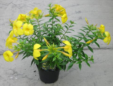 foto van een variëteit aan bloemen, te gebruiken als: Perkplant, patioplant, korfplant Allamanda cathartica Anna
