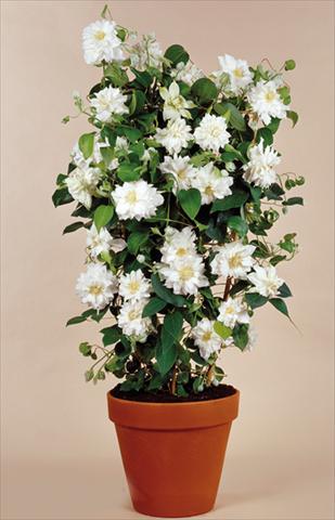 foto van een variëteit aan bloemen, te gebruiken als: Perkplant / Borders Clematis Arctic Queen™