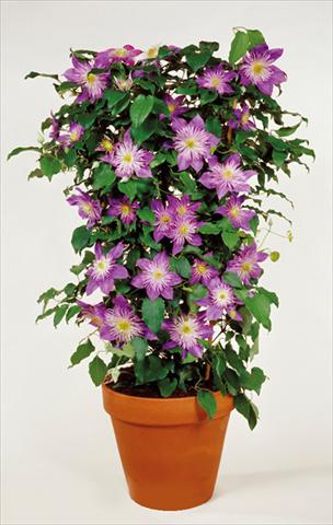 foto van een variëteit aan bloemen, te gebruiken als: Perkplant / Borders Clematis Crystal Fountain™