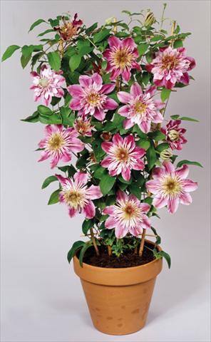 foto van een variëteit aan bloemen, te gebruiken als: Perkplant / Borders Clematis Empress™
