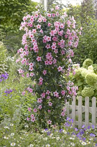 foto van een variëteit aan bloemen, te gebruiken als: Patioplant, potplant Dipladenia Sundaville Classic Cream Pink