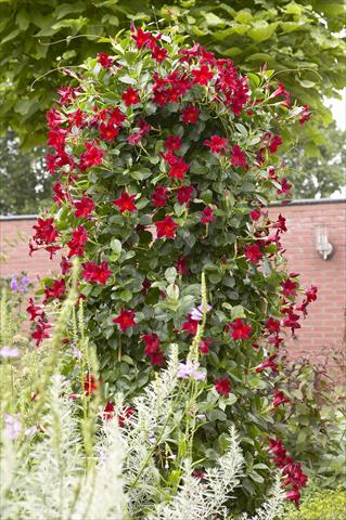 foto van een variëteit aan bloemen, te gebruiken als: Patioplant, potplant Dipladenia Sundaville Classic Dark Red