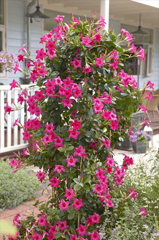 foto van een variëteit aan bloemen, te gebruiken als: Patioplant, potplant Dipladenia Sundaville Classic Pink