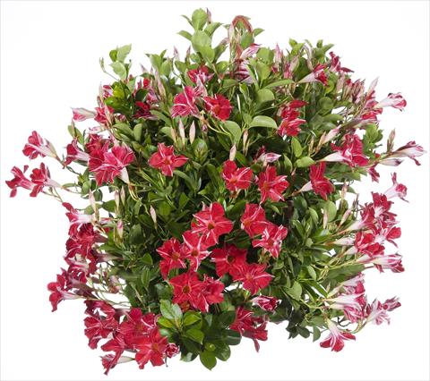 foto van een variëteit aan bloemen, te gebruiken als: Patioplant, potplant Dipladenia Sundaville Classic Red Star