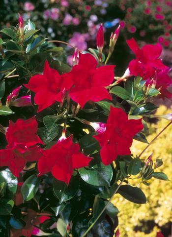 foto van een variëteit aan bloemen, te gebruiken als: Patioplant, potplant Dipladenia Sundaville Classic Red