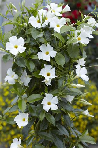 foto van een variëteit aan bloemen, te gebruiken als: Patioplant, potplant Dipladenia Sundaville Classic White