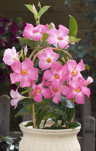foto van een variëteit aan bloemen, te gebruiken als: Patioplant, potplant Dipladenia Sundaville Cosmos Pink