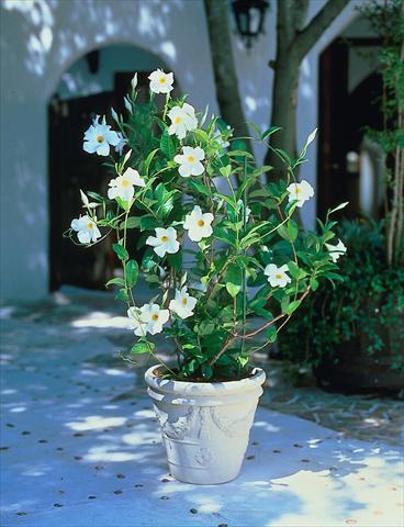 foto van een variëteit aan bloemen, te gebruiken als: Patioplant, potplant Dipladenia Sundaville Cosmos White