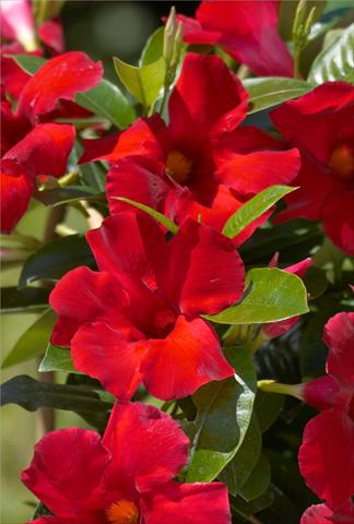 foto van een variëteit aan bloemen, te gebruiken als: Patioplant, potplant Dipladenia Sundaville Crimson King