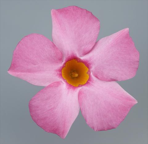 foto van een variëteit aan bloemen, te gebruiken als: Patioplant, potplant Dipladenia Sundaville Pretty Rose