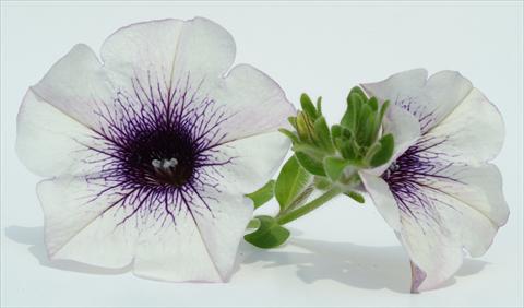 foto van een variëteit aan bloemen, te gebruiken als: Potplant, perkplant, patioplant, korfplant Petunia Surfinia® Blue Vein
