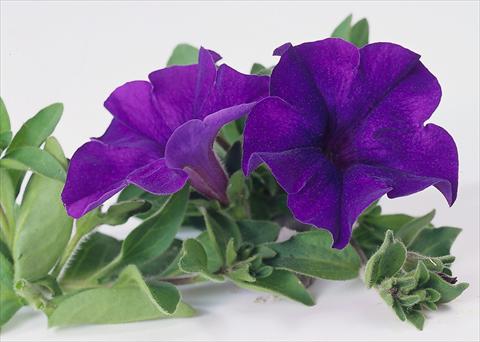 foto van een variëteit aan bloemen, te gebruiken als: Potplant, perkplant, patioplant, korfplant Petunia Surfinia® Blue