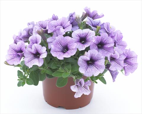 foto van een variëteit aan bloemen, te gebruiken als: Potplant, perkplant, patioplant, korfplant Petunia Surfinia® Compact Purple Vein