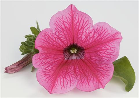 foto van een variëteit aan bloemen, te gebruiken als: Potplant, perkplant, patioplant, korfplant Petunia Surfinia® Hot Pink 05