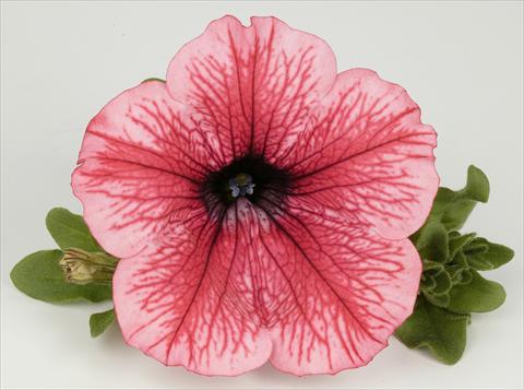foto van een variëteit aan bloemen, te gebruiken als: Potplant, perkplant, patioplant, korfplant Petunia Surfinia® Hot Red