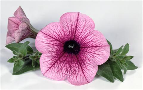 foto van een variëteit aan bloemen, te gebruiken als: Potplant, perkplant, patioplant, korfplant Petunia Surfinia® Pink Vein 06