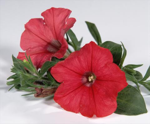 foto van een variëteit aan bloemen, te gebruiken als: Potplant, perkplant, patioplant, korfplant Petunia Surfinia® Red