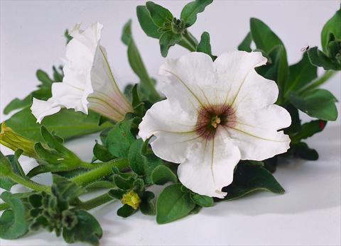 foto van een variëteit aan bloemen, te gebruiken als: Potplant, perkplant, patioplant, korfplant Petunia Surfinia® White