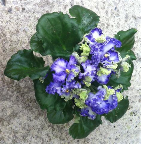 foto van een variëteit aan bloemen, te gebruiken als: Pot Saintpaulia Curly Ocean